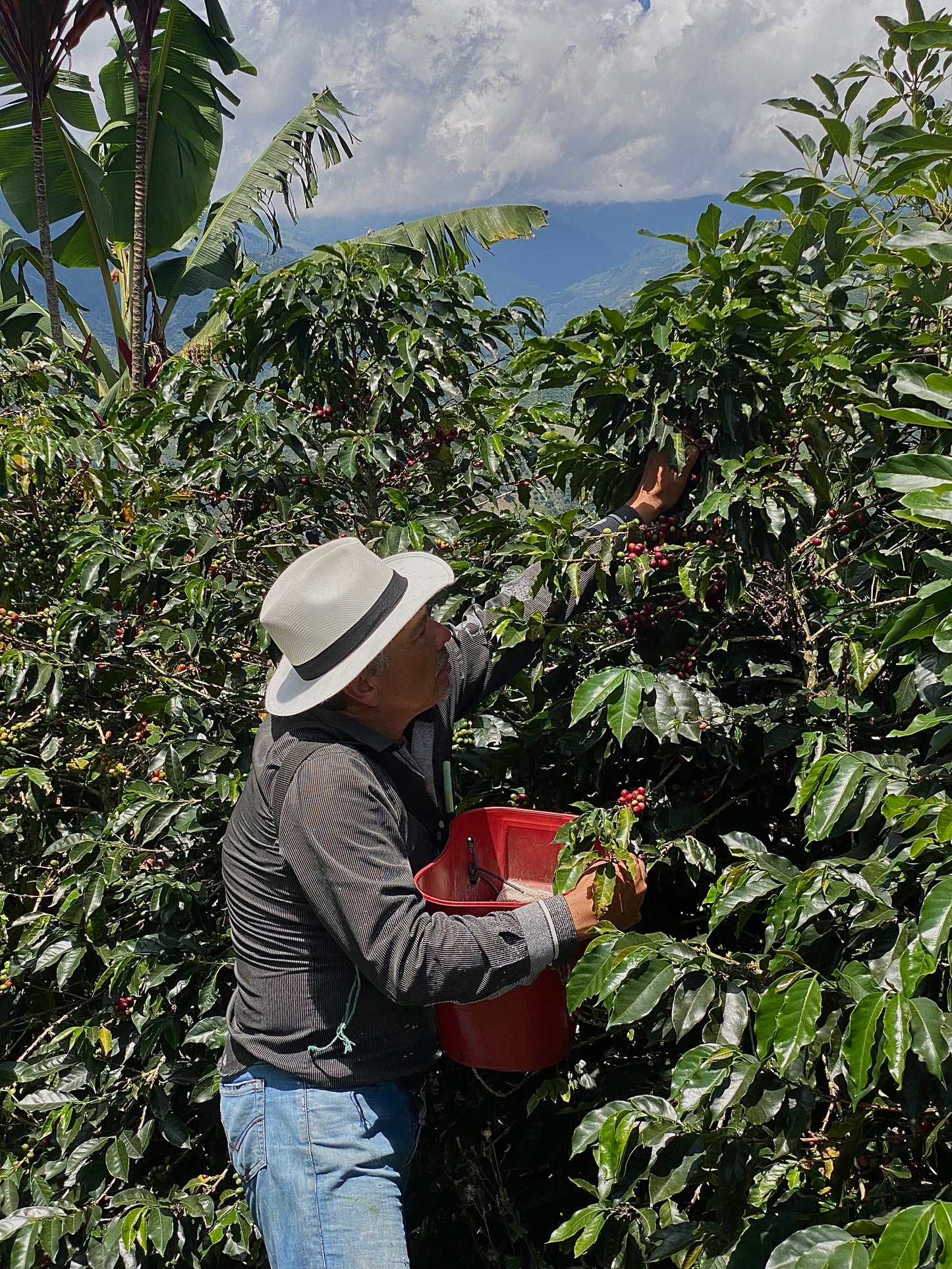 Café Catimor Molido (125 gr)